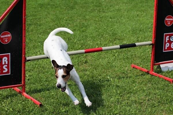FORPES AGILITY – London´s Brandy – chovatelská stanice