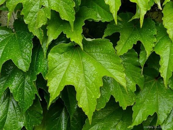 Loubinec trojlaločný Veitchii (Parthenocissus tricuspidata)