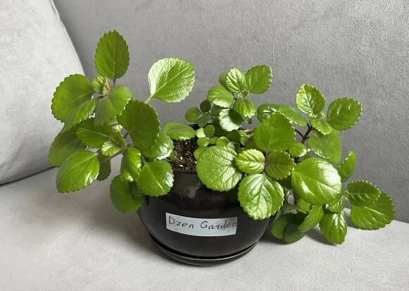 Plectranthus: transplantace, péče, reprodukce, škůdci a choroby, kam umístit a hodnotit v domě, odrůdy a typy