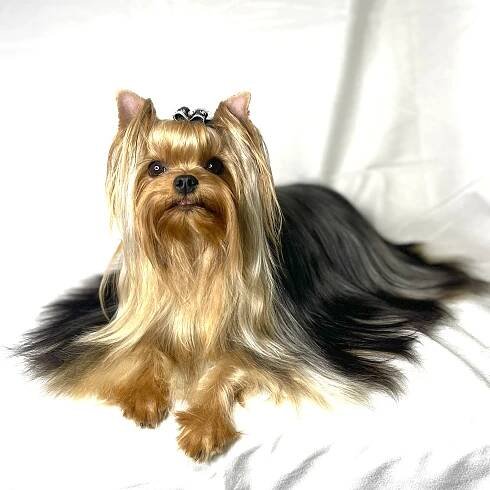 Dams – The Decadent Dogs – AKC Yorkies, APRI Yorkies and CKC Yorkies