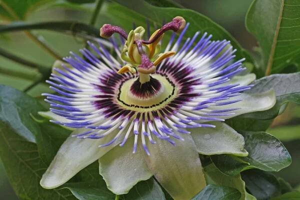Temperatura Passiflora