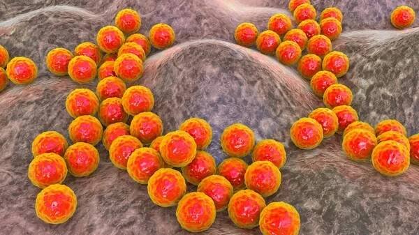 Bakterie Staphylococcus aureus, Staphylococcus epidermidis, MRSA, multirezistentní bakterie, 3D ilustrace — Stock obrázek