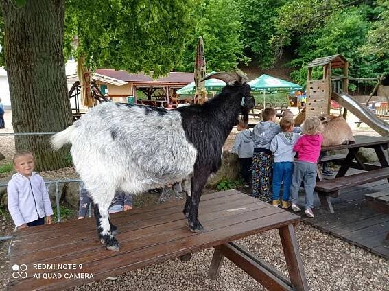 Zrcadlová koza II. - Oficiální stránky ZŠ a MŠ Horní Libchava