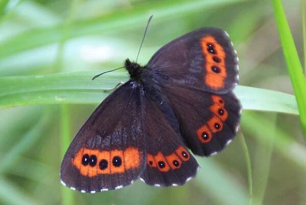 Okáč rosičkový (Erebia medusa)