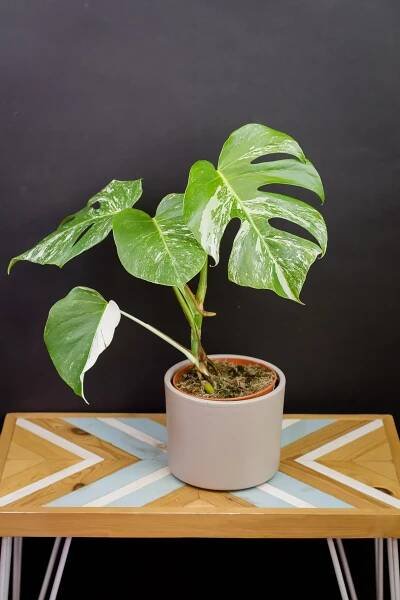 Monstera deliciosa Variegata (15 cm priemer)