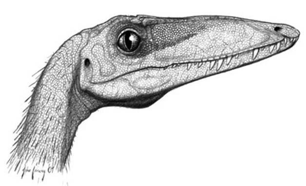 The Intriguing, Frustrating Camposaurus