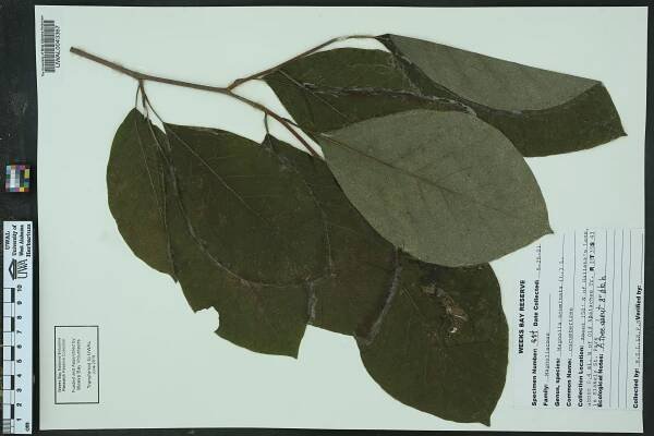 Magnolia acuminata - Species Page - APA: Alabama Plant Atlas 