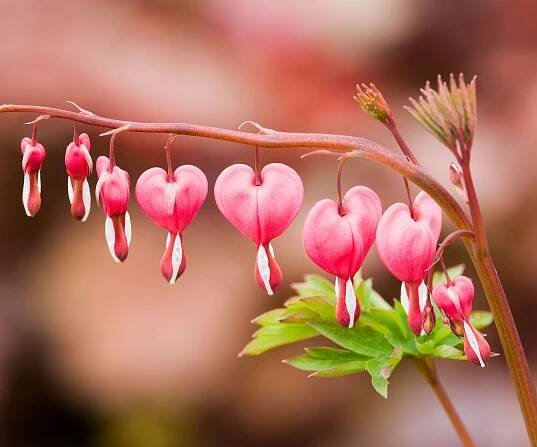 pink bleeding heart plant in full bloom