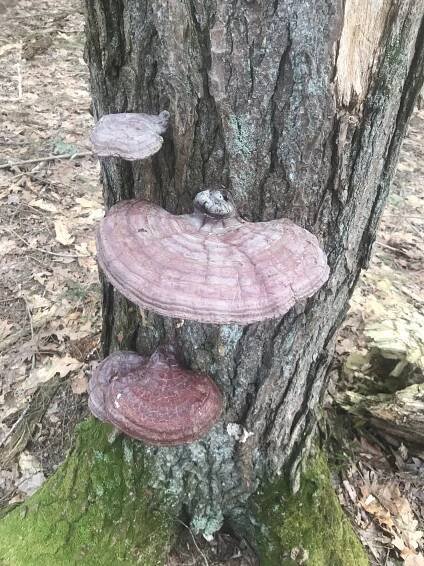 Ganoderma tsugae (Hemlock Reishi) - Mushrooms of CT