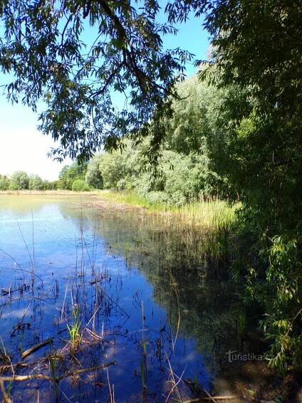 Březinský rybník (Voleč, 15.6.2022)