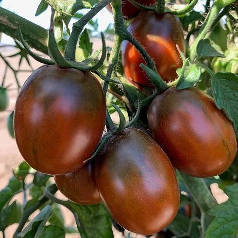 Rajče tyčkové Black Plum (švestkové, červeno-hnědé)-hnede