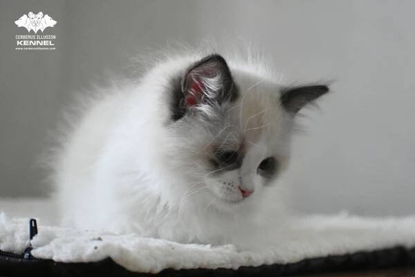 Ragdoll s PP – kočka na chov