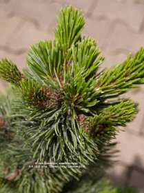 Borovica ostitá | Pinus aristata - Záhradníctvo ABIES