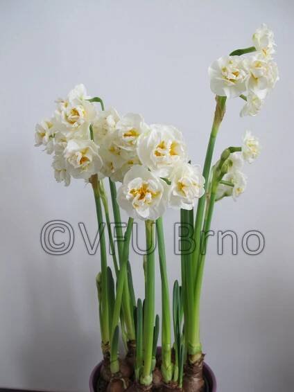Narcis taceta - kultivar Sir W. Churchill
