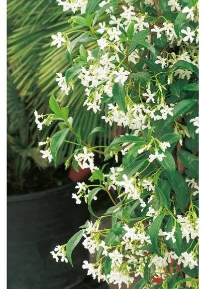 Grow by OBI Jasmínovník vonný "Rhyncospermum jasminoides", 18 l, v. 90 cm