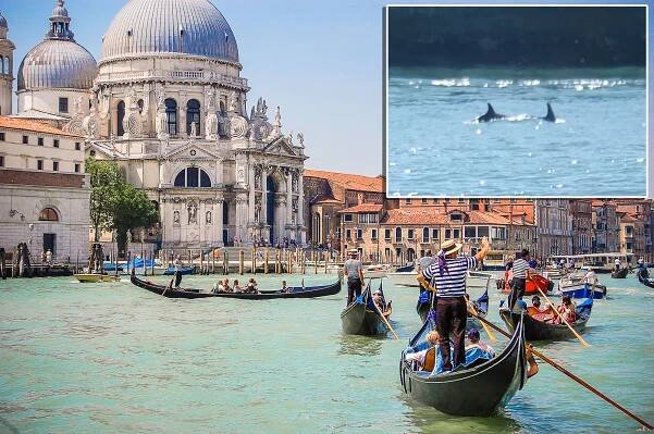 Dolphins in Venice