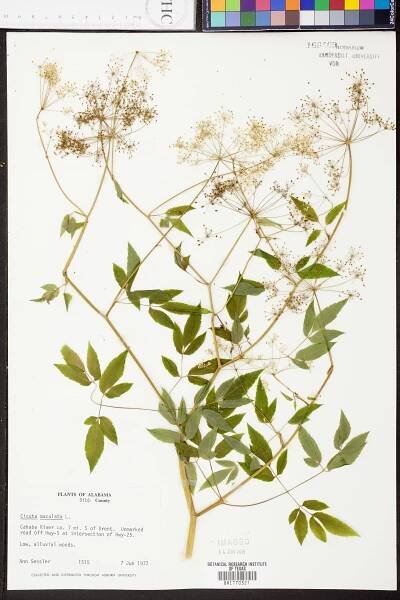 Cicuta maculata - Species Page - APA: Alabama Plant Atlas 