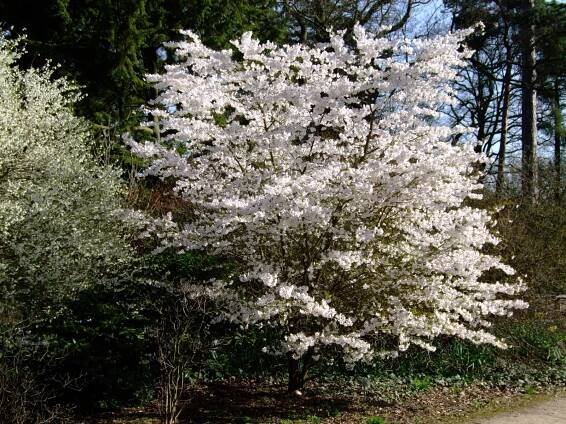 Prunus incisa