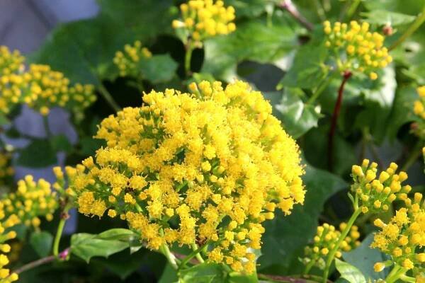 File:Senecio mikanioides (delairea odorata).jpg