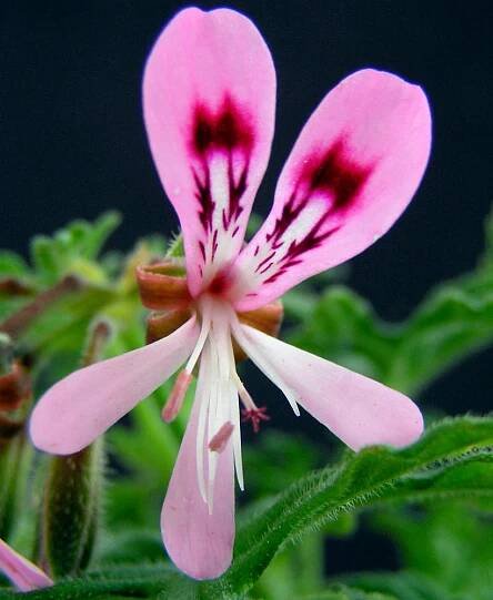 vonné pelargonie, odrůda Felty Radens