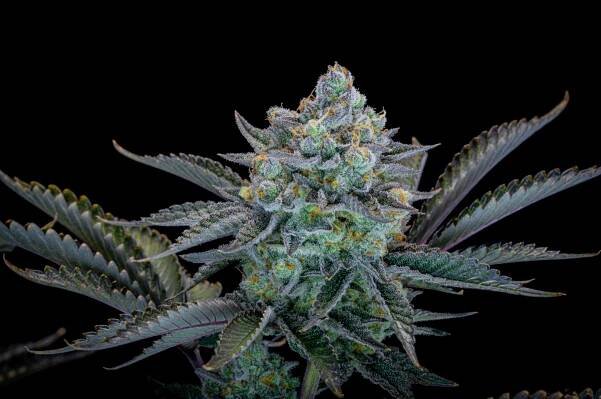 Gorilla Cookies FF