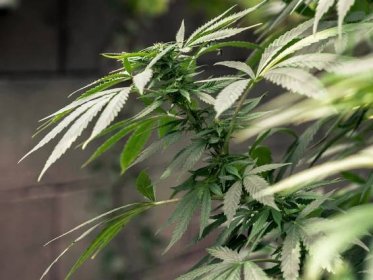 Las semillas de marihuana pueden ser fotodependientes o autoflorecientes