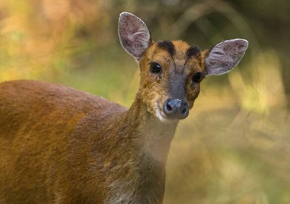barking_deer1_hr.jpg