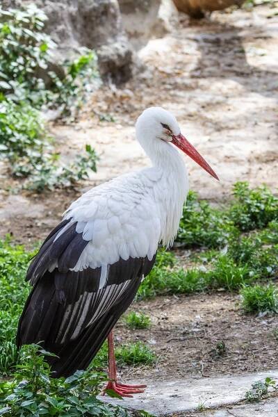 White Stork Barcelona Zoo