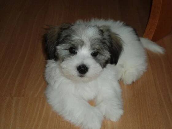 Coton de tulear - AllAboutStrangerThings - Hryprodivky.cz