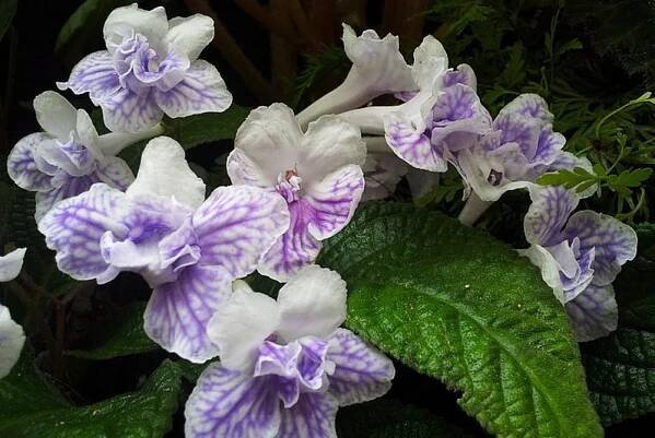 Streptocarpus