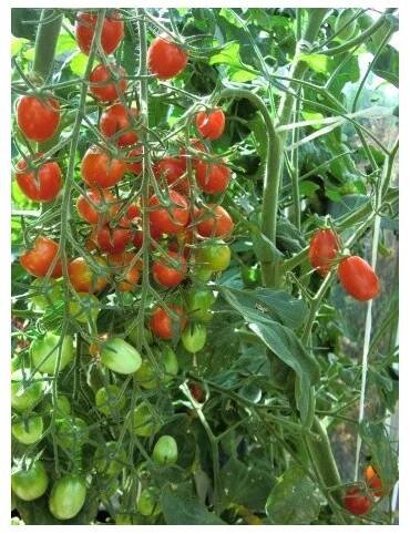 RAJČE tyčkové datlové Mandat (F1) (Solanum lycopersicum L) 8 semen.