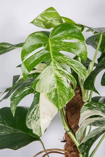 Monstera, Monstera deliciosa Variegata, na sloupku, průměr květináče 21 cm-23298