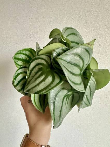 Peperomia argyreia