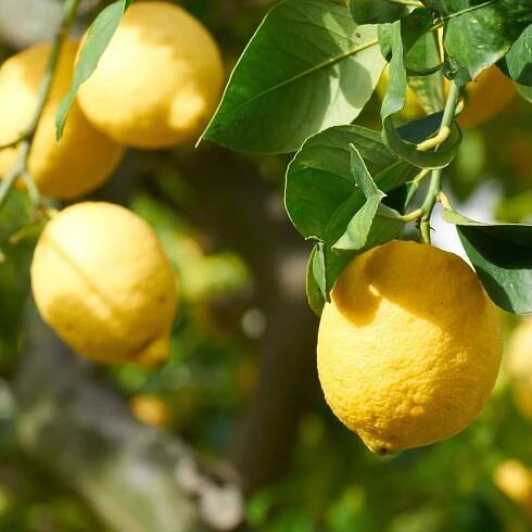 Easy Lemon Ice Recipe - Fresh Lemons on a Lemon Tree 