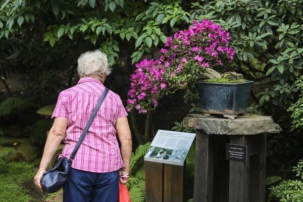 Foto: Pražská botanická zahrada vystavuje nejkrásnější bonsaje v Česku. Podívejte se