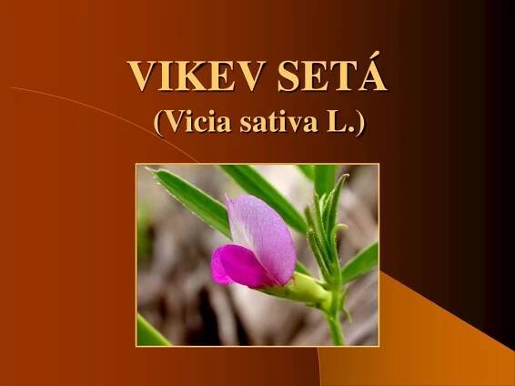 VIKEV SETÁ