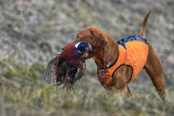 Pheasant hunting Trnovec nad Váhom I. | FotoStory A.S.