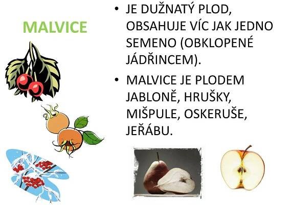PPT - OVOCNÉ STROMY A KEŘE PowerPoint Presentation, free download - ID ...