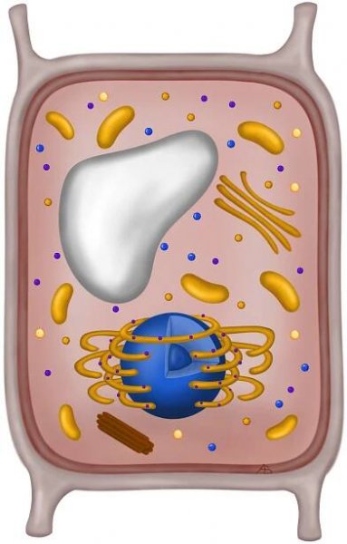 Biologie: Buněčná biologie: Buňka hub 