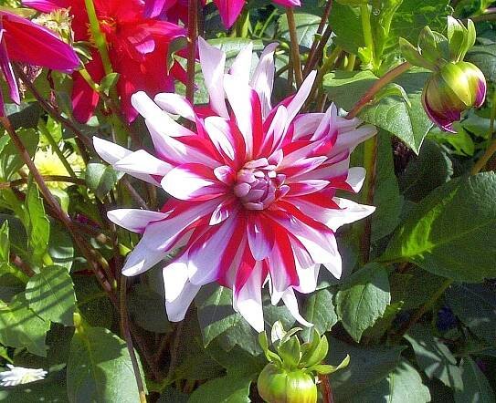 Dahlien – Wikipedia