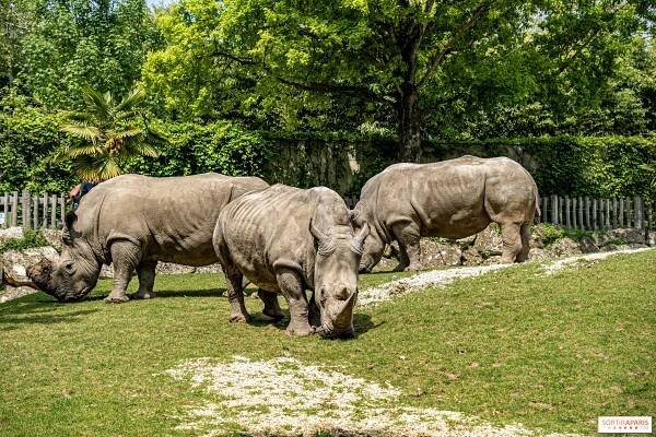Zoo Beauval, tipy a triky pro návštěvu parku - Sortiraparis.com