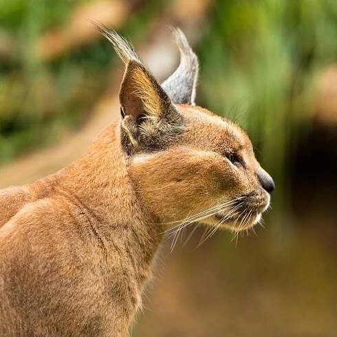 Kočka za kočku: Ostravská zoo obnovuje chov karakalů