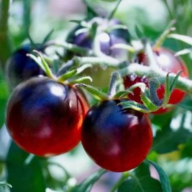 Semena rajčat – tyčkové rajče Artisan Purple – Solanum lycopersicum