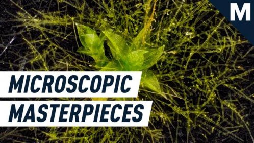 Stunning microscopic videos illuminate some of Earth’s deeply hidden mysteries
