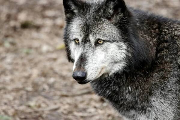 bezplatná Základová fotografie zdarma na téma @ venku, canis lupus, chování vlka Základová fotografie