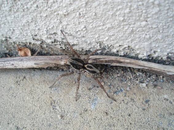 Obrázek - Lycosidae (slíďákovití) | BioLib.cz