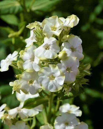 Phlox paniculata " Orchid Green " ® - flox, plamenka Zahradnictví Krulichovi - zahradnictví, květinářství, trvalky, skalničky