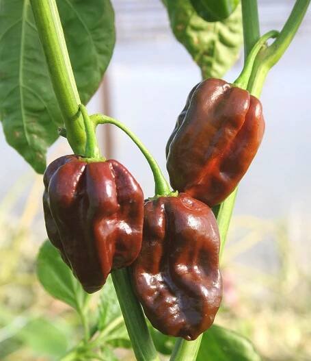 Peperoncino habanero chocolate