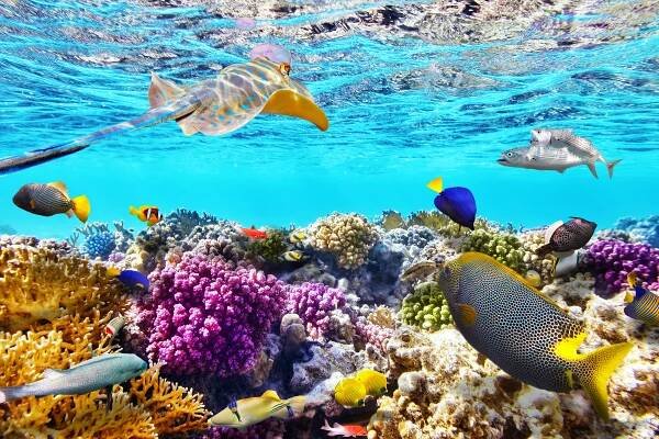 Egypt: Sharm el Sheikh z Vídně - CK Triplo