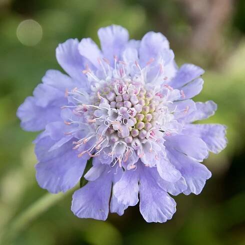 Scabiosa japonica